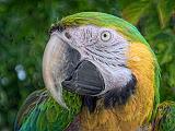 Macaw Closeup_DSCF06741